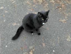 Lost Male Cat last seen Aberdeen Ab243yt, Aberdeen, Szkocja 