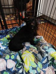 Found/Stray Female Dog last seen 48th Ave North and Pine Lakes, Myrtle Beach, SC 29577
