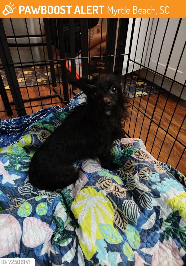 Found/Stray Female Dog last seen 48th Ave North and Pine Lakes, Myrtle Beach, SC 29577