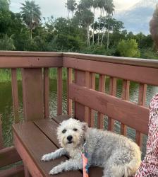 Lost Female Dog last seen On Milpa Verde between Daisy st and Zinnia st. , Brownsville, TX 78521
