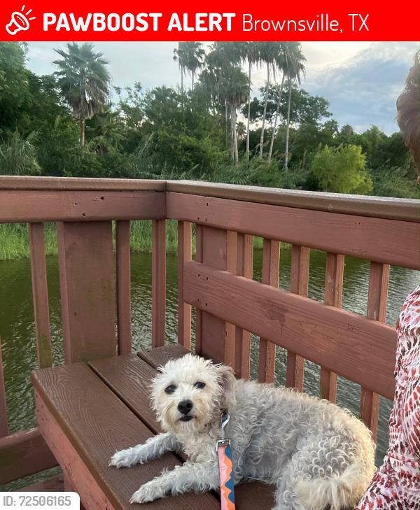 Lost Female Dog last seen On Milpa Verde between Daisy st and Zinnia st. , Brownsville, TX 78521