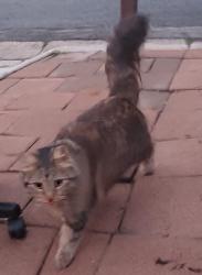 Found/Stray Unknown Cat last seen Stewart St and Whaley, Oceanside, CA 92054