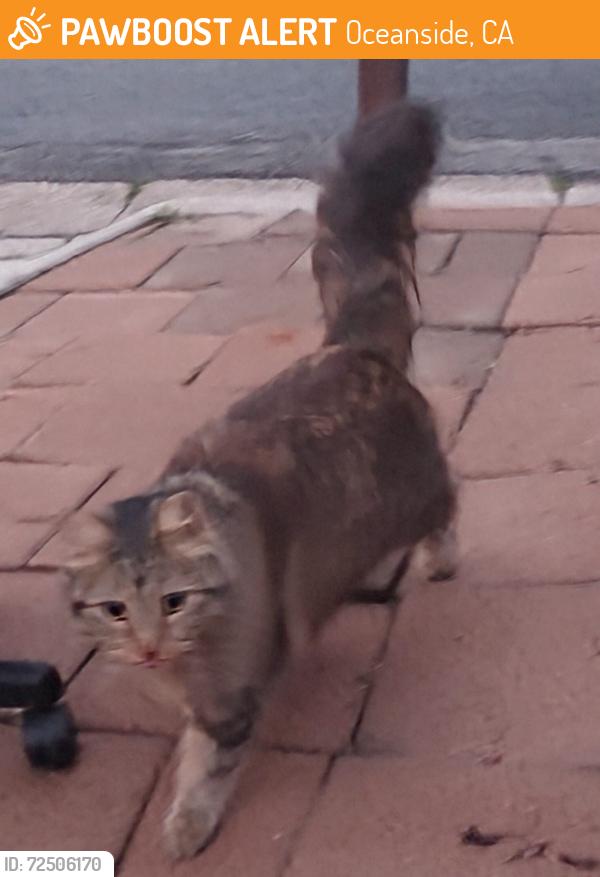 Found/Stray Unknown Cat last seen Stewart St and Whaley, Oceanside, CA 92054