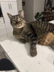 Lost Female Cat last seen 44th ave e, Bradenton, FL 34208