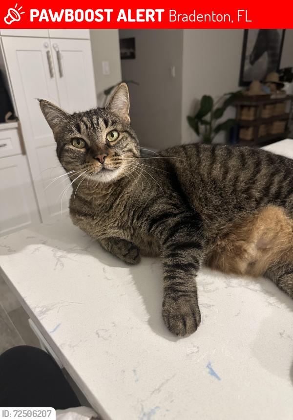 Lost Female Cat last seen 44th ave e, Bradenton, FL 34208