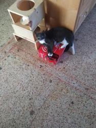 Lost Female Cat last seen Near 53rd st n, Pinellas Park, FL 33782