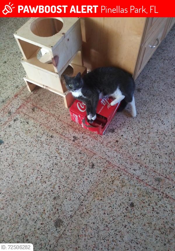 Lost Female Cat last seen Near 53rd st n, Pinellas Park, FL 33782