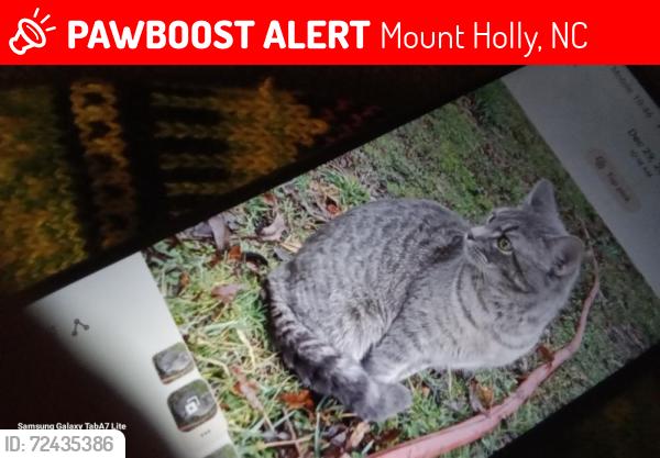 Lost Male Cat last seen Hickory grove road, Mount Holly, NC 28120