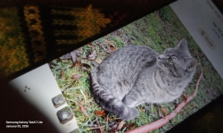 Lost Male Cat last seen Hickory grove road, Mount Holly, NC 28120