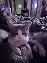 Lost Male Cat last seen Tropicana/Jimmy Durante, Whitney, NV 89122