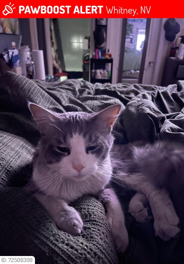 Lost Male Cat last seen Tropicana/Jimmy Durante, Whitney, NV 89122