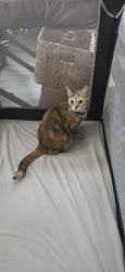 Lost Female Cat last seen Maverick Pl, Victorville, CA 92394