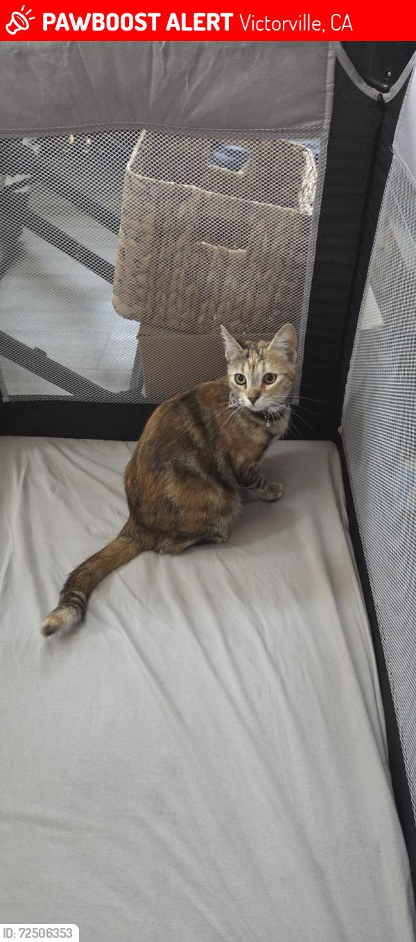 Lost Female Cat last seen Maverick Pl, Victorville, CA 92394