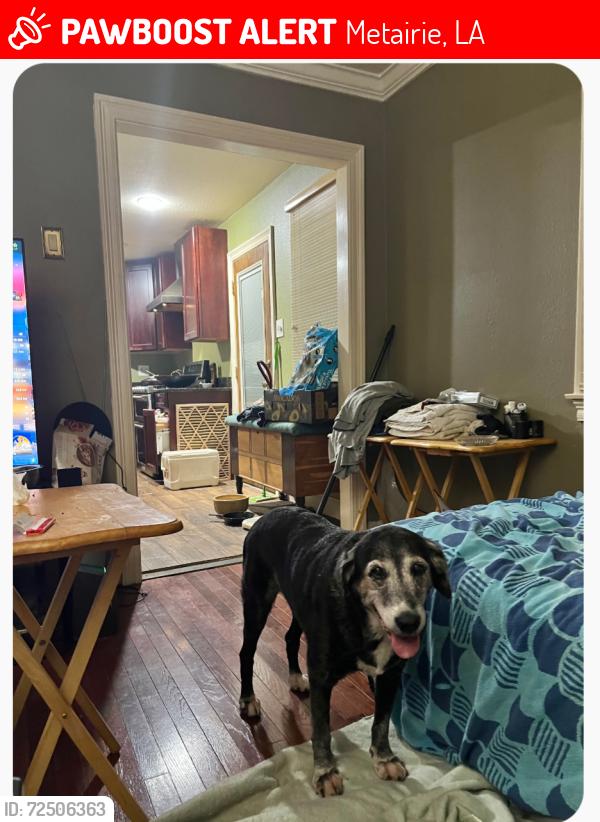 Lost Female Dog last seen N Sibley between West Metairie and Airline Hwy, Metairie, LA 70003