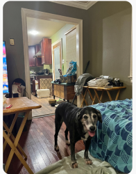 Lost Female Dog last seen N Sibley between West Metairie and Airline Hwy, Metairie, LA 70003