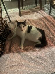 Lost Male Cat last seen Arnold Mill and Trickum, Woodstock, GA 30188