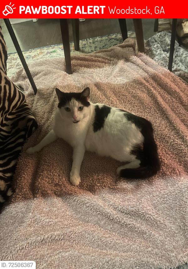 Lost Male Cat last seen Arnold Mill and Trickum, Woodstock, GA 30188