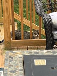Found/Stray Unknown Cat last seen Winter lake / Shannon community , Gastonia, NC 28054