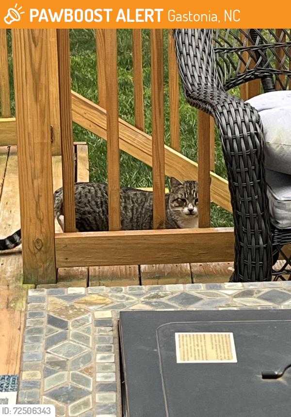 Found/Stray Unknown Cat last seen Winter lake / Shannon community , Gastonia, NC 28054