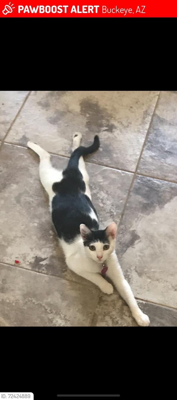 Lost Female Cat last seen Baseline road and 4th avenue West in buckeye,az, Buckeye, AZ 85326