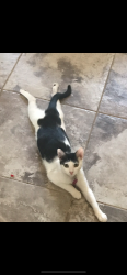 Lost Female Cat last seen Baseline road and 4th avenue West in buckeye,az, Buckeye, AZ 85326