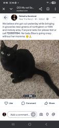 Lost Female Cat last seen 114th and Melody, Northglenn, CO 80234