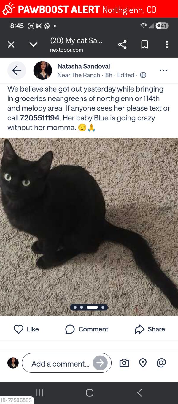Lost Female Cat last seen 114th and Melody, Northglenn, CO 80234