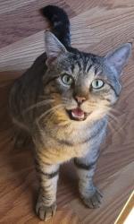 Lost Male Cat last seen Lucille Ln., Conroe, TX 77384, Conroe, TX 77384