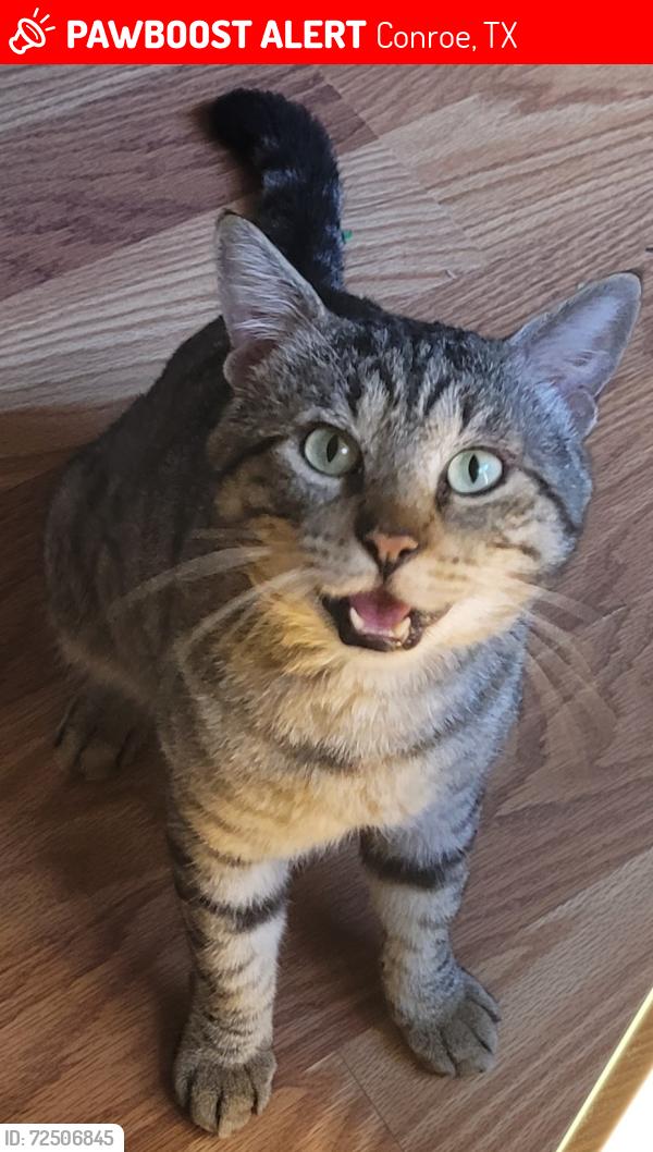 Lost Male Cat last seen Lucille Ln., Conroe, TX 77384, Conroe, TX 77384