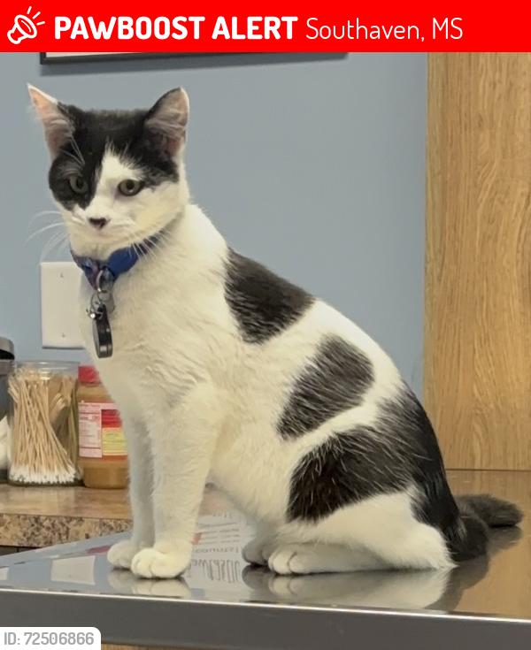 Lost Male Cat last seen Snowden Grove, Southaven, MS 38672