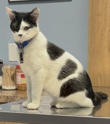 Lost Male Cat last seen Snowden Grove, Southaven, MS 38672