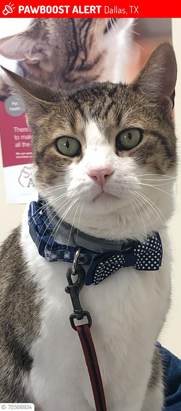 Lost Male Cat last seen Carrol Avenue , Dallas, TX 75204