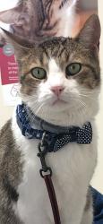Lost Male Cat last seen Carrol Avenue , Dallas, TX 75204