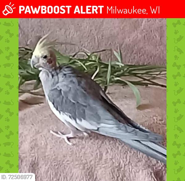 Lost Male Bird last seen S. Taylor Ave & E. Morgan Ave, Milwaukee, WI 53207