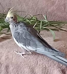 Lost Male Bird last seen S. Taylor Ave & E. Morgan Ave, Milwaukee, WI 53207