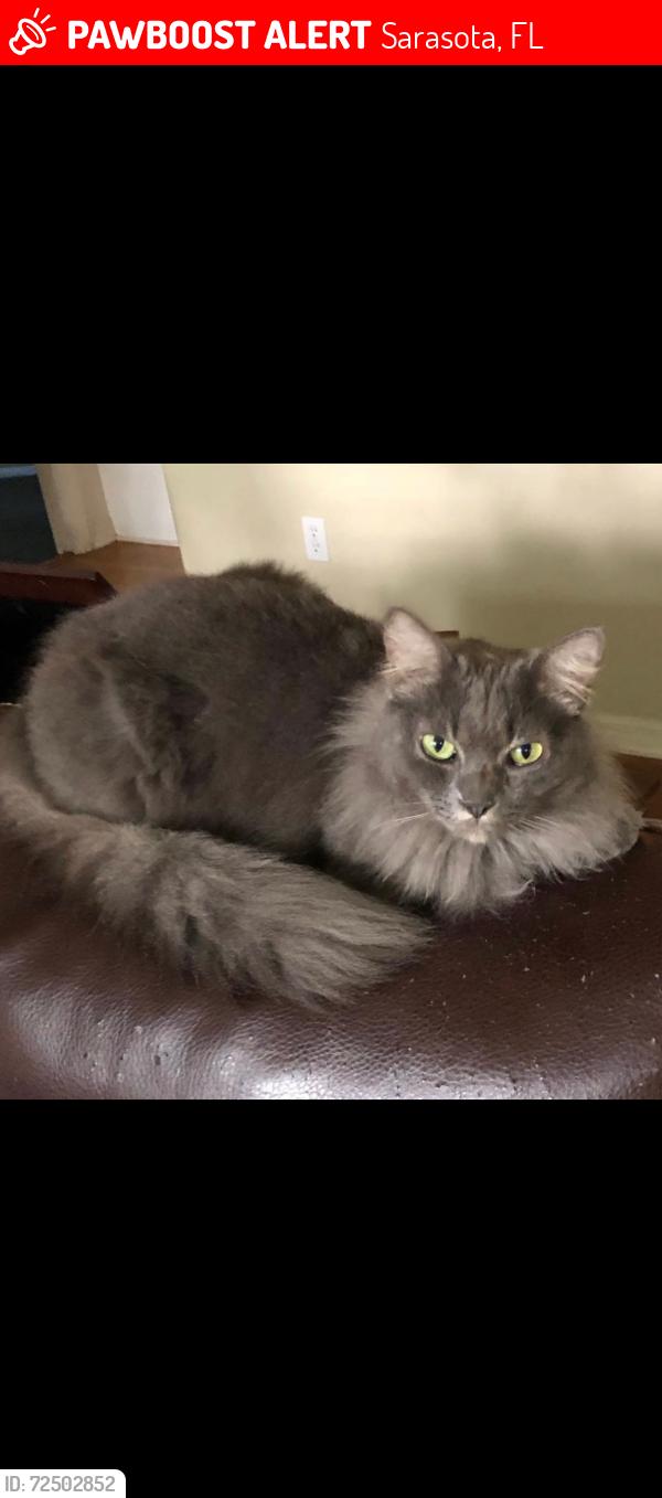 Lost Female Cat last seen Near church, South Sarasota, FL 34231