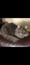Lost Female Cat last seen Near church, South Sarasota, FL 34231