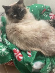 Lost Female Cat last seen Decatur near the post office and church., Decatur, TX 76234