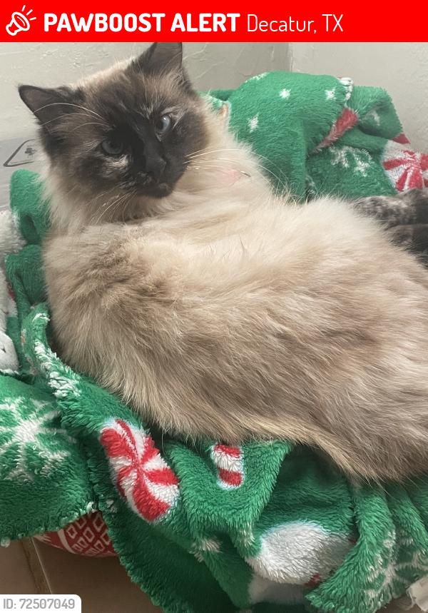 Lost Female Cat last seen Decatur near the post office and church., Decatur, TX 76234