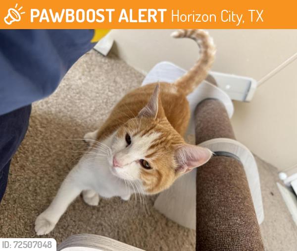 Found/Stray Male Cat last seen Corby, Horizon City, TX 79928