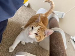 Found/Stray Male Cat last seen Corby, Horizon City, TX 79928