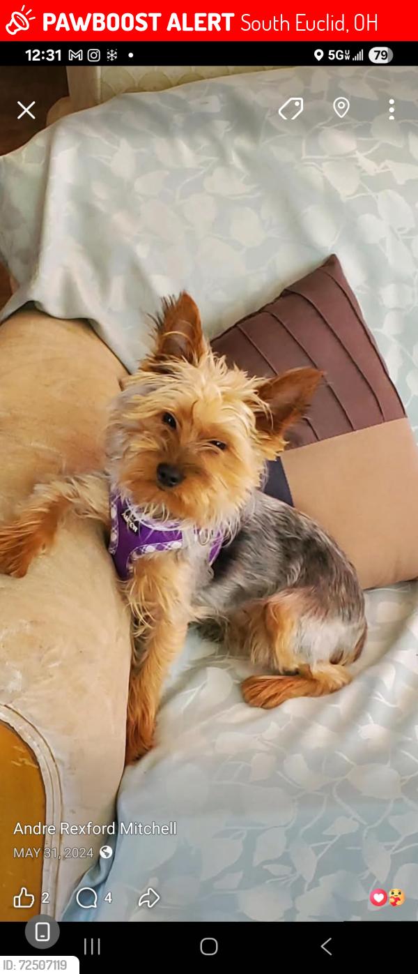 Lost Male Dog last seen Mayfield raod, South Euclid, OH 44121