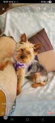 Lost Male Dog last seen Mayfield raod, South Euclid, OH 44121