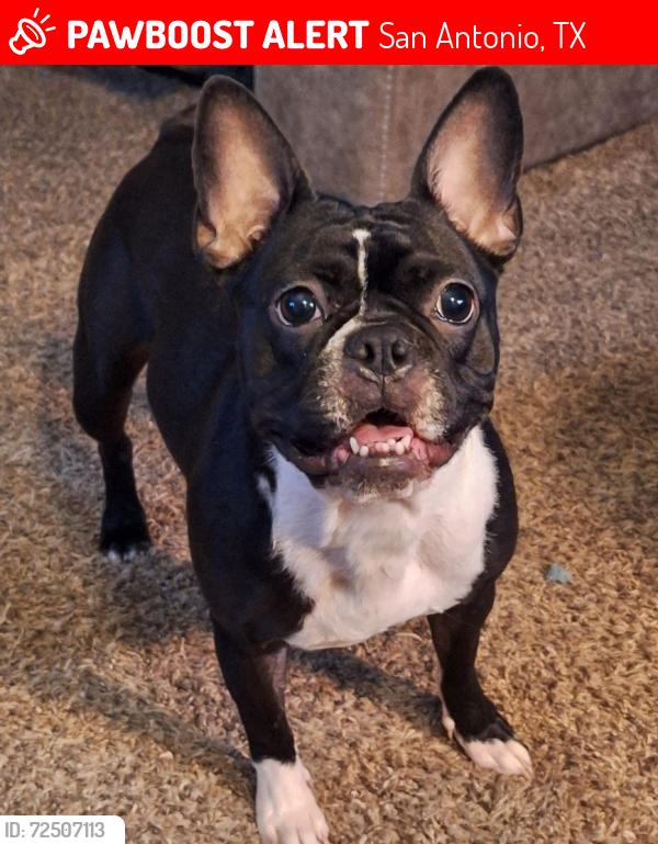 Lost Female Dog last seen Zarzamora and ansley , San Antonio, TX 78224