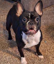 Lost Female Dog last seen Zarzamora and ansley , San Antonio, TX 78224