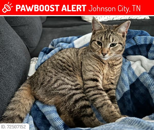 Lost Male Cat last seen Crocus Street, Johnson City, TN 37601