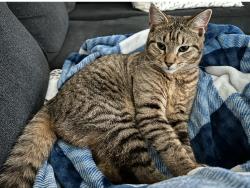 Lost Male Cat last seen Crocus Street, Johnson City, TN 37601