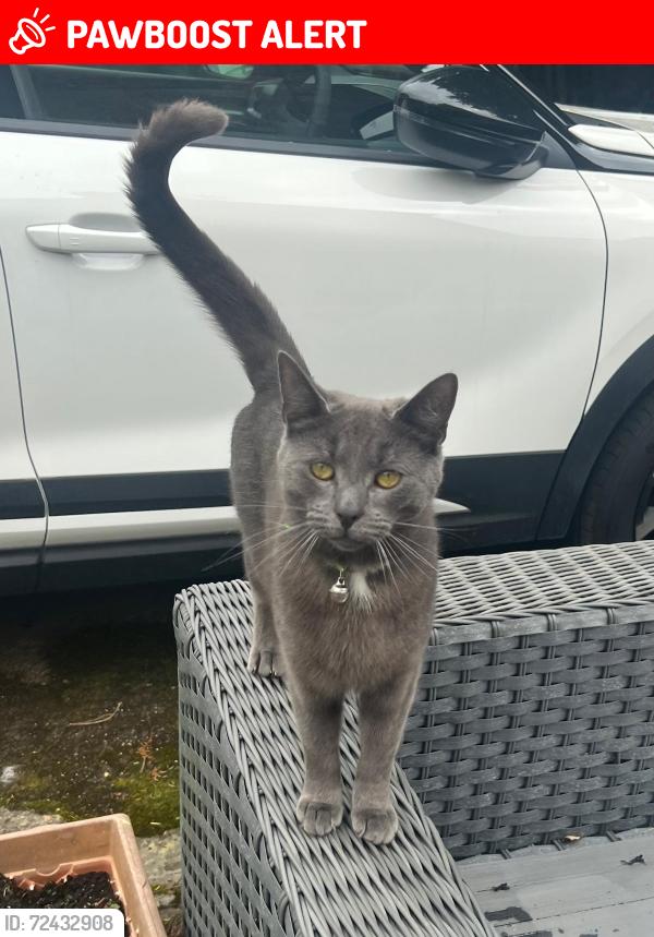 Lost Male Cat last seen Hall Lane willington , Willington, England DE65 6DR