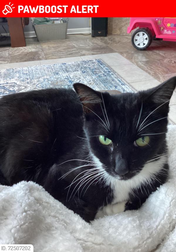 Lost Female Cat last seen Lake Asbury Dr, Green Cove Springs, FL 32043