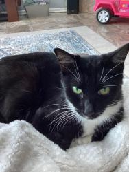 Lost Female Cat last seen Lake Asbury Dr, Green Cove Springs, FL 32043